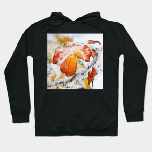 Rose bush frozen autumn color leaves Hoodie